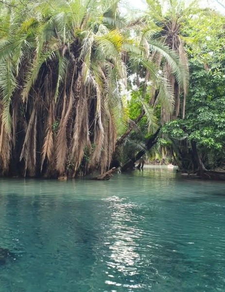 Palm-lined river sanctuary
